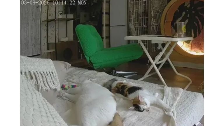 ペットカメラにうつる猫