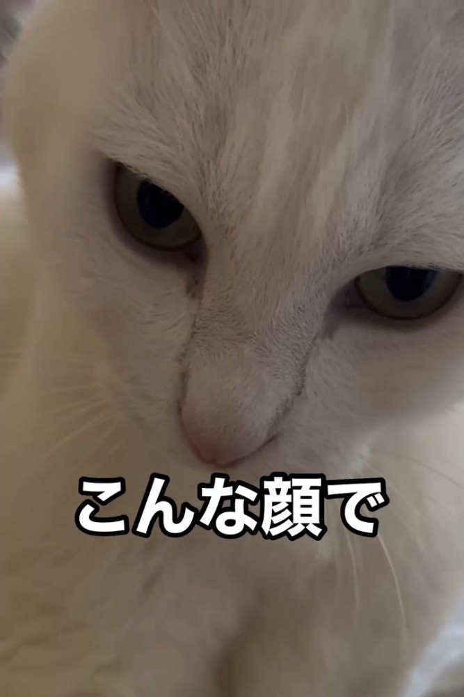 猫の顔