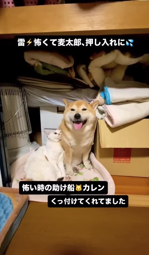 押し入れの中で口を開けてお座りをしている柴犬に寄り添う三毛猫
