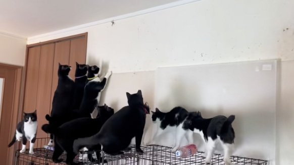 触りたい猫