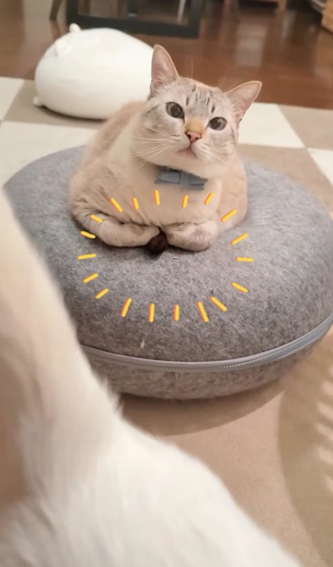 猫ベッドの上で香箱座りしているややカメラ目線の猫（字幕なし）