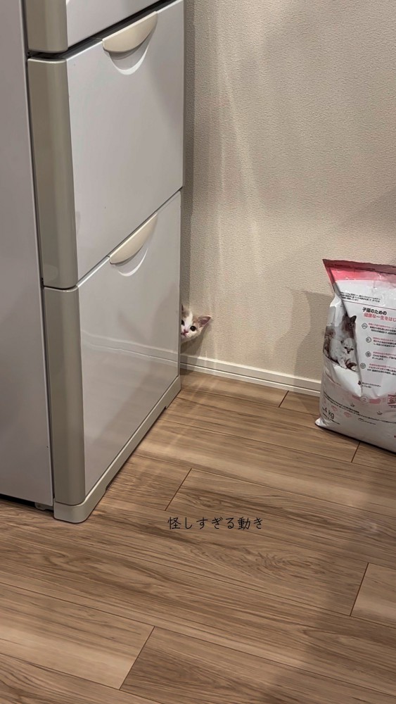 冷蔵庫と壁の隙間から顔をだすおもちちゃん