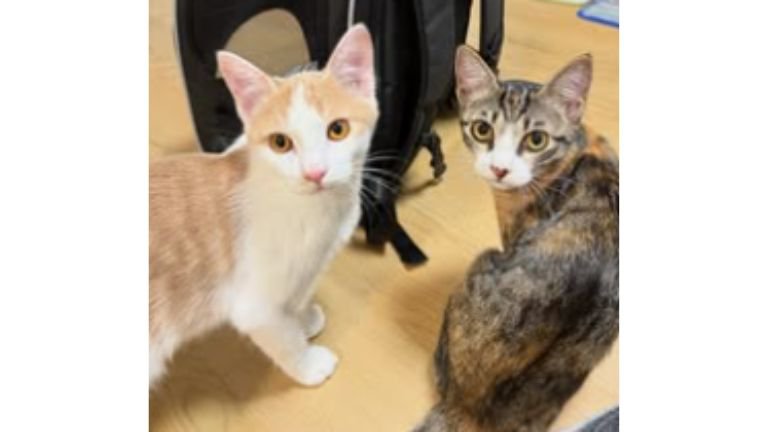 室内にいる猫
