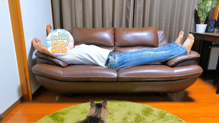 ソファで寝ている人と猫の後ろ姿