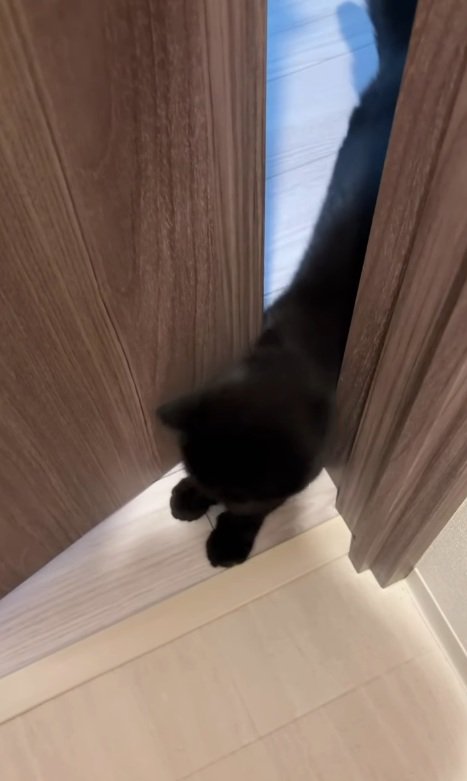部屋に入ろうとする猫