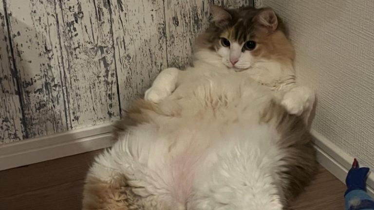 くつろいでいる猫