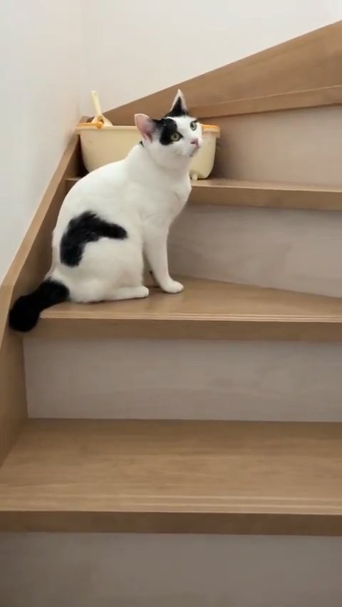 上を見る猫