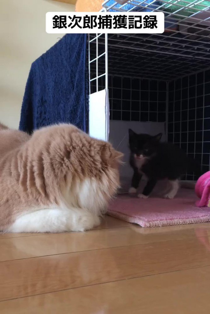 見つめ合う子猫と成猫