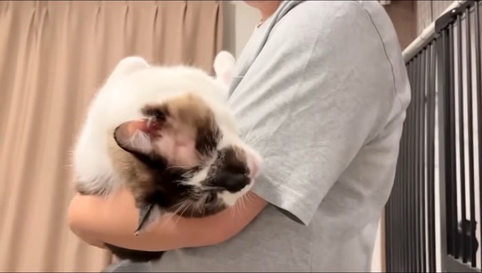 男性に抱っこされる片目の猫