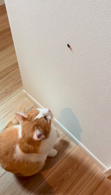壁に付いた虫を見上げる猫