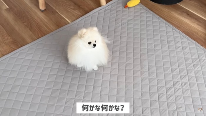 犬