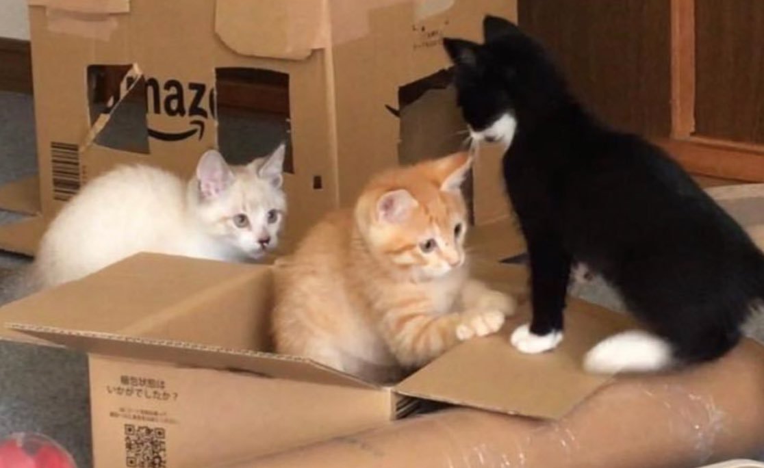 ダンボール箱で遊ぶ子猫