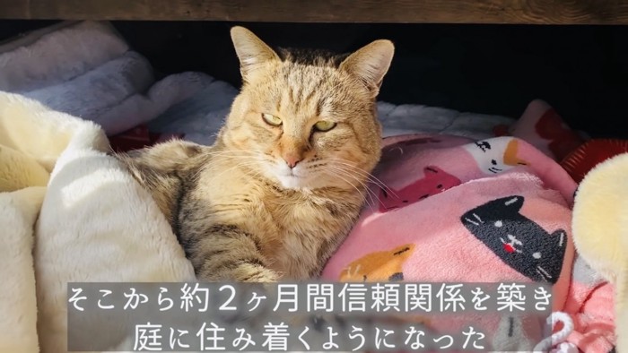 庭で毛布にくるまるサビ猫