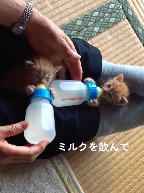 ミルク飲む子猫