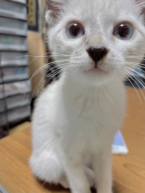 カメラの前に座る子猫