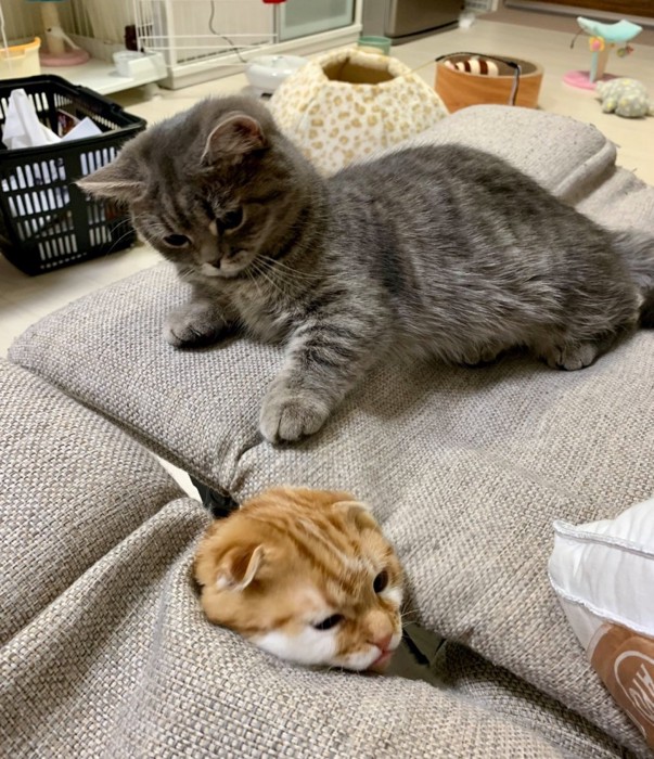 生えている猫
