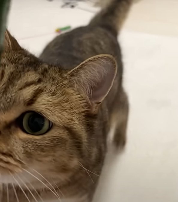 猫の顔半分のアップ