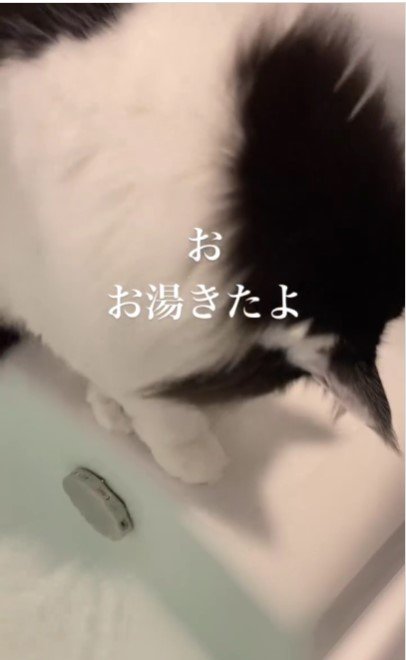 お湯張りを見ている猫