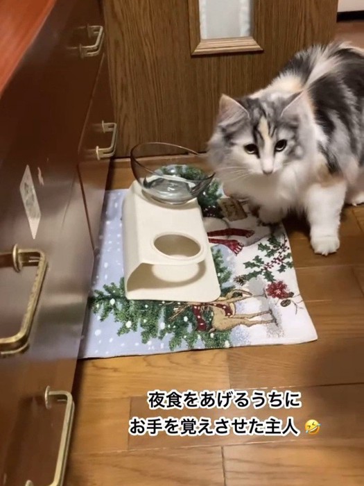 食器の前に立っている猫