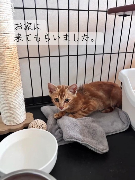 ケージの中にいる子猫