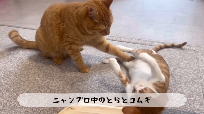 寝転ぶ子猫を押さえる猫