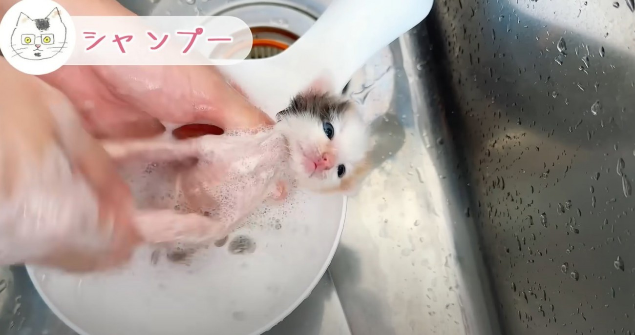 仰向けの三毛猫