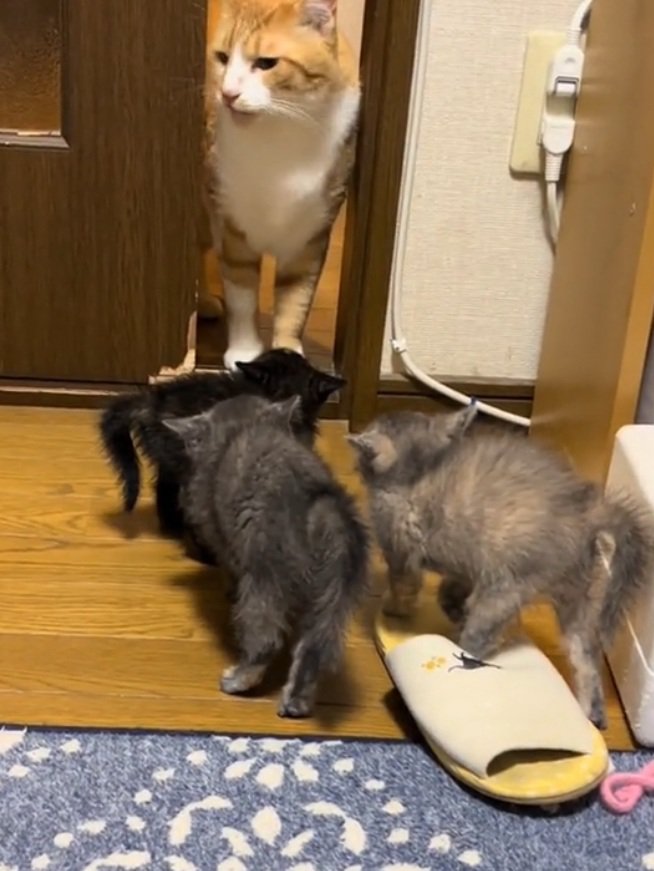 威嚇する3匹の子猫