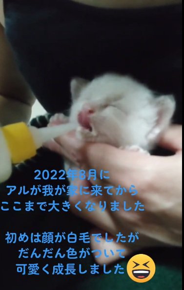 ミルクを与えられて舌をだしている白猫