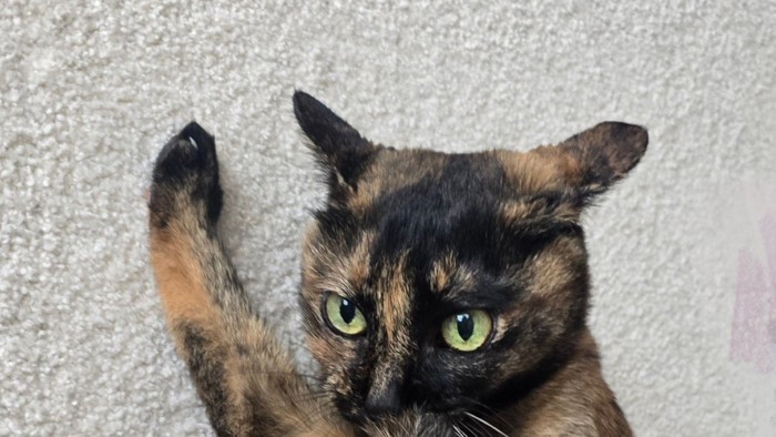 真剣な表情を浮かべる猫の顔