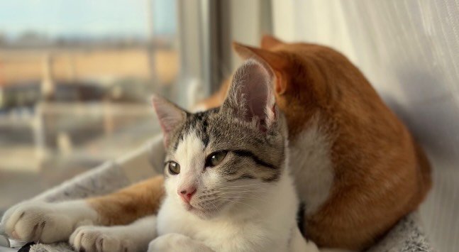 茶白の成猫と子猫