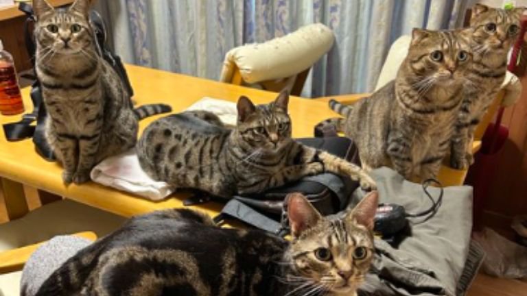 室内にいるキジトラ猫たち