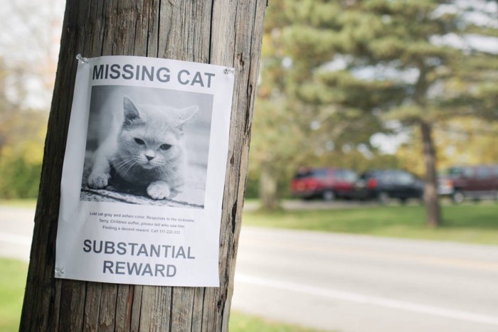 行方不明猫のポスター