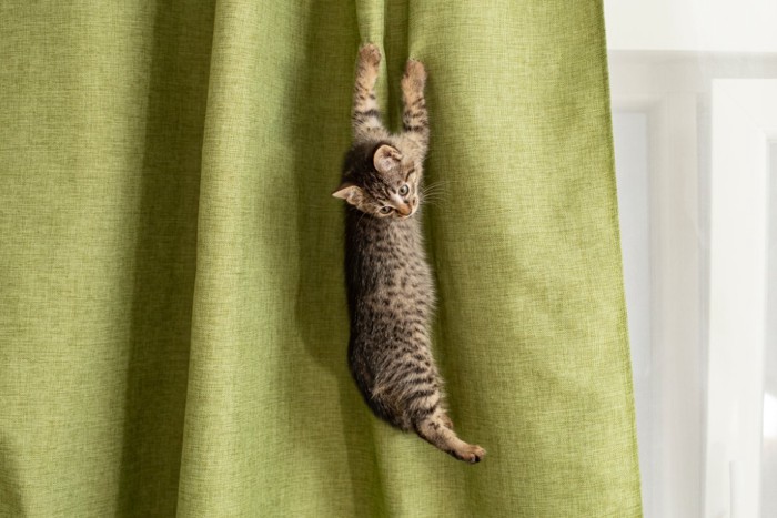 カーテン登りをする猫