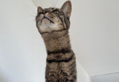 首が長すぎる猫