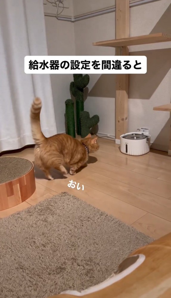 爪とぎベッドを出る猫