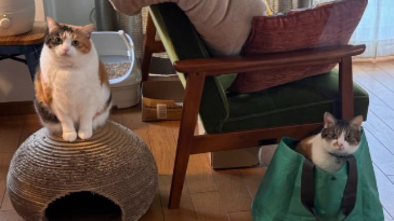 室内にいる猫たち