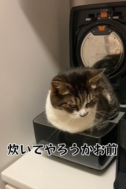 炊飯されそうになる猫