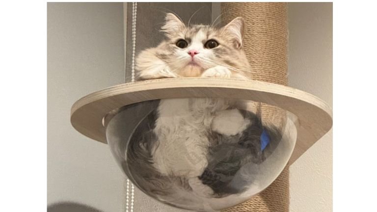 キャットタワーにいる猫