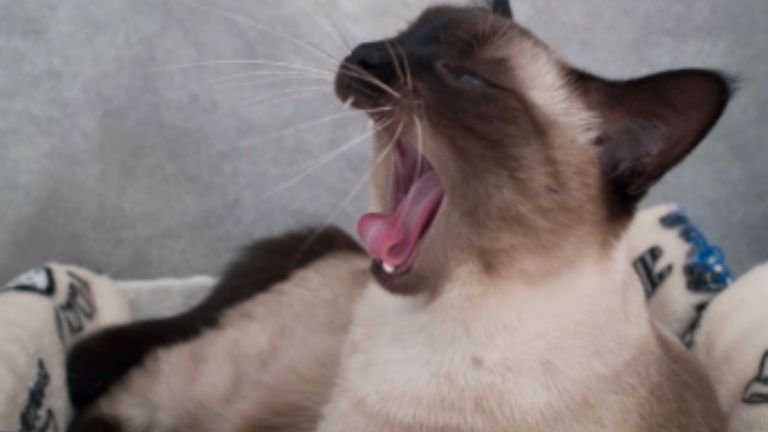 あくびしている猫