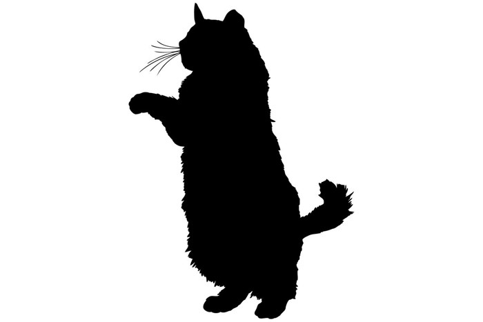 立ち上がる猫のシルエット