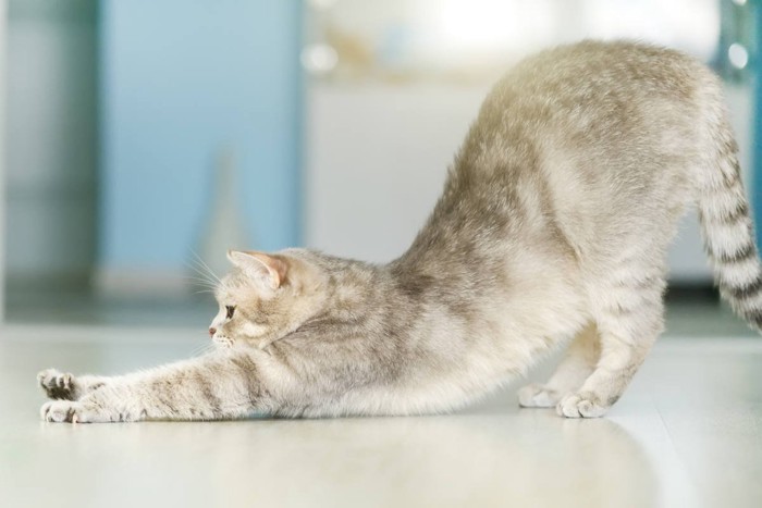 猫のポーズをする猫