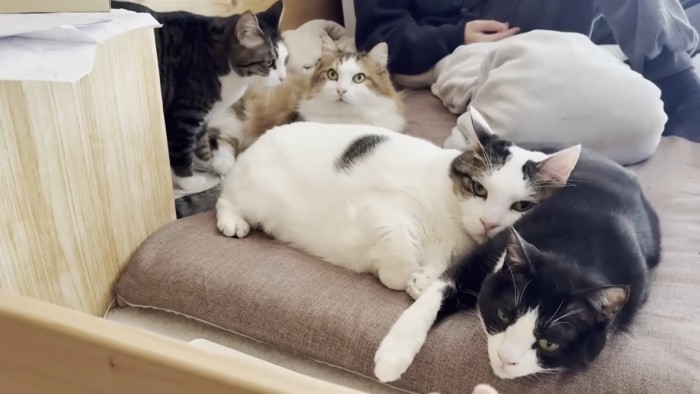 4匹の猫ちゃん