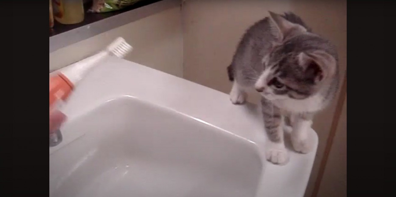 電動歯ブラシを凝視するモアレちゃん