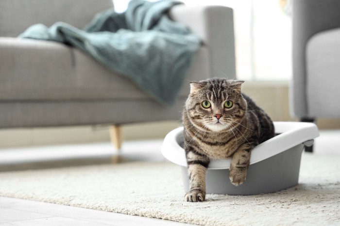 トイレから身を乗り出す猫