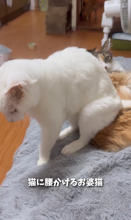 座る猫