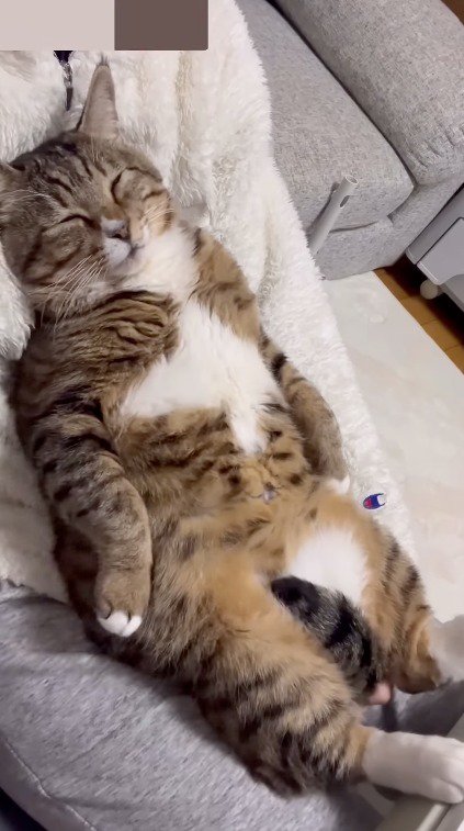 飼い主の上に仰向けになって眠る猫