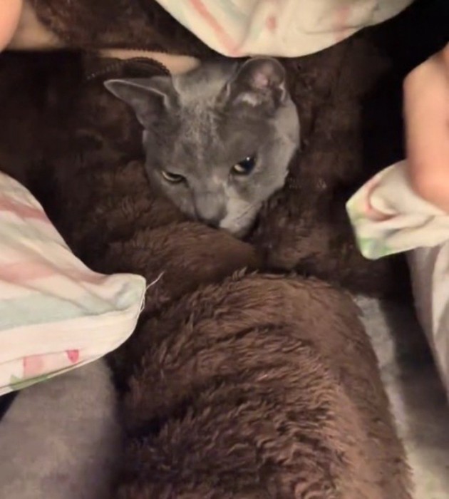 飼い主の服の中から顔を出している猫