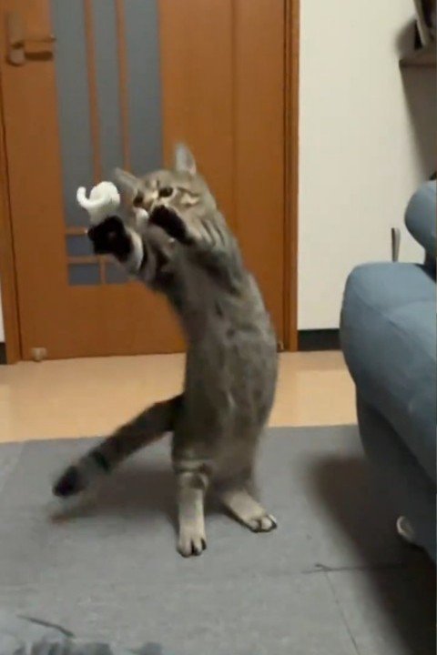 体をひねって立ち上がる猫