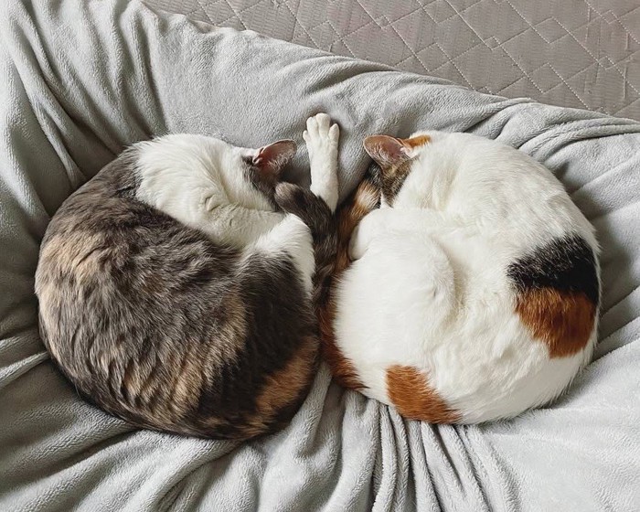 丸くなって寝る2匹の猫