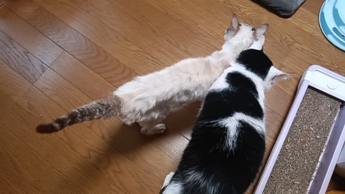 寄り添う2匹の猫